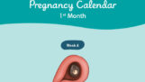 1 Months Pregnant Equals How Many Weeks